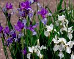 Iris siberiani: semina e cura