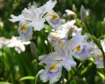 Iris giapponese - Iris Japonica