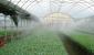 Irrigazione automatica in una serra: caratteristiche di vari sistemi, un semplice esempio di produzione