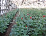 Coltivare rose in serra tutto l'anno: quali varietà scegliere e come coltivarle correttamente