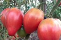 Coltivazione di pomodori in Siberia in serre